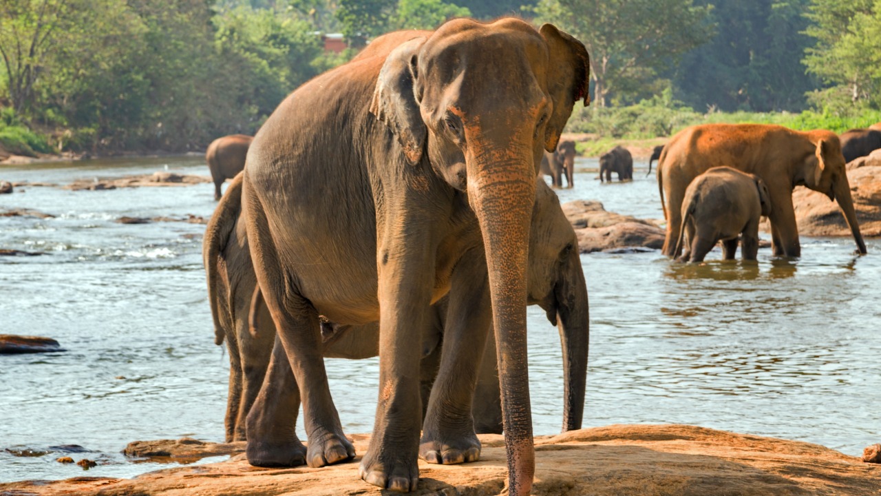 Herd of elephants bathing in a river in Sri Lanka