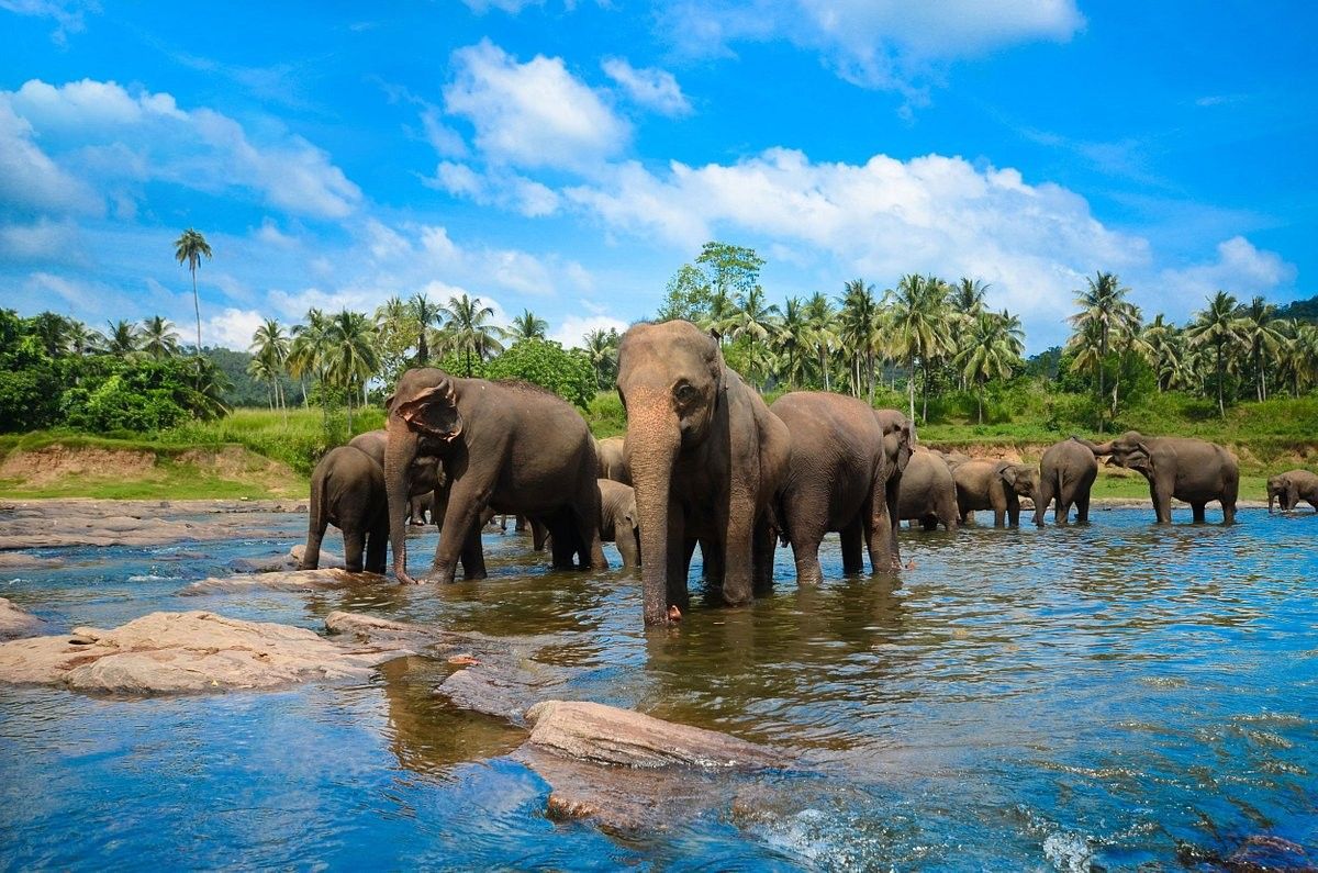 Kandy & Pinnawala Day Tour photo 2
