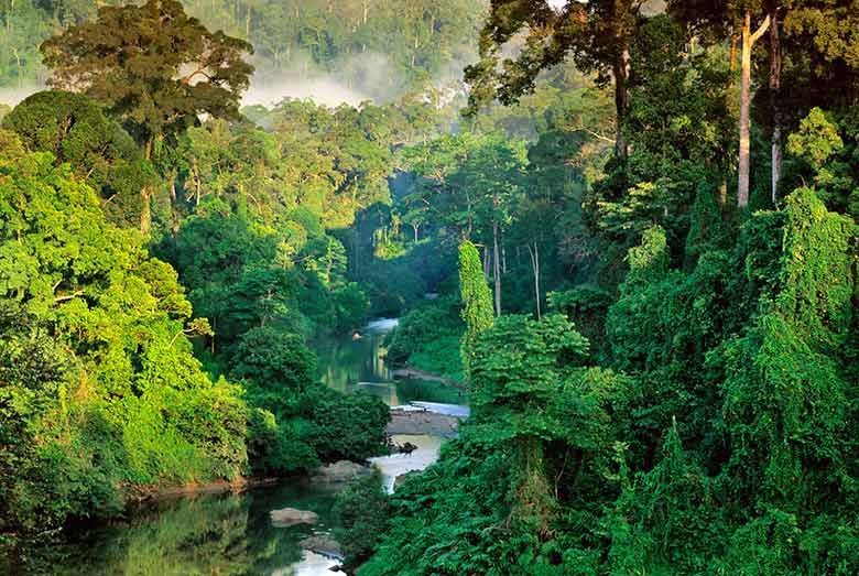 Sinharaja Rainforest