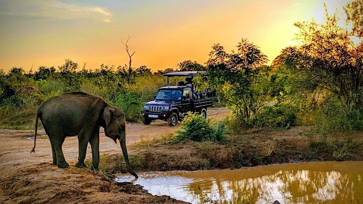 Udawalawe & Rekawa Turtles Day Tour